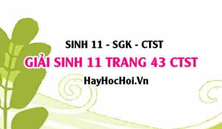 Giải Sinh 11 trang 43 Chân trời sáng tạo SGK
